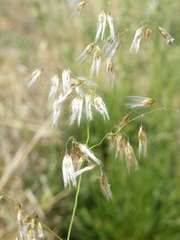 Melinis repens