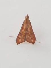 Antigastra catalaunalis