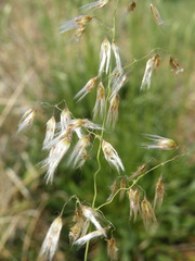 Melinis repens