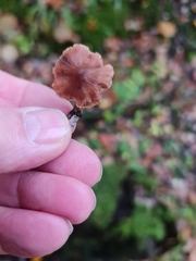 Tubaria furfuracea