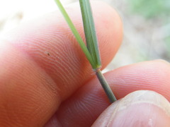 Melinis repens
