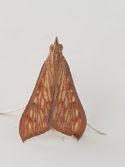 Antigastra catalaunalis