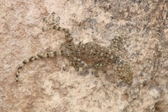 Ptyodactylus puiseuxi