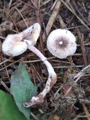 Lepiota lilacea