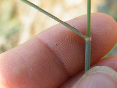 Melinis repens