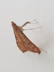 Antigastra catalaunalis
