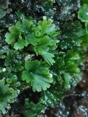 Crepidomanes minutum