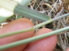 Melinis repens