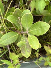 Rhodomyrtus tomentosa