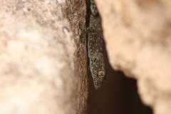 Ptyodactylus puiseuxi
