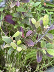 Rhodomyrtus tomentosa