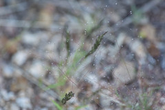 Eragrostis intermedia