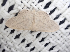 Scopula optivata