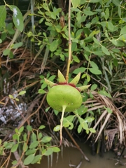 Sonneratia caseolaris