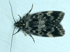 Barea codrella