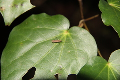 Amphineurus insulsus