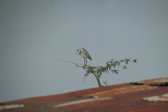 Ardea melanocephala