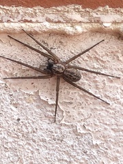 Xeropigo