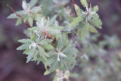 Chamaebatiaria millefolium