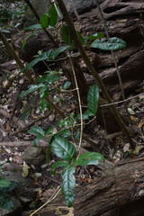 Salacia disepala