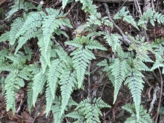 Davallia tyermannii