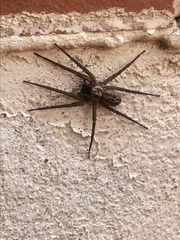 Xeropigo