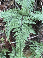 Davallia tyermannii