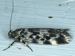 Barea codrella