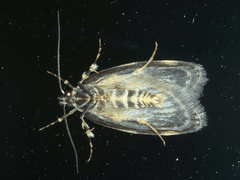 Barea codrella