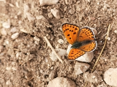 Lycaena thersamon