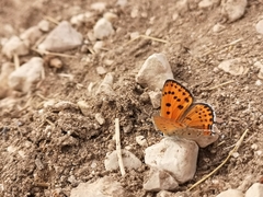 Lycaena thersamon