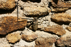 Acrocinus longimanus