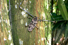 Acrocinus longimanus