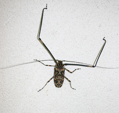 Acrocinus longimanus