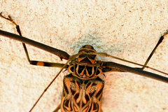 Acrocinus longimanus