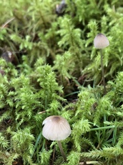 Mycena galopus