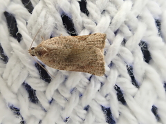 Epiphyas postvittana