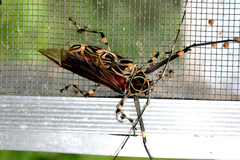 Acrocinus longimanus