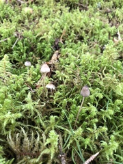 Mycena galopus
