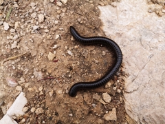 Archispirostreptus syriacus