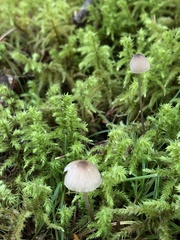 Mycena galopus