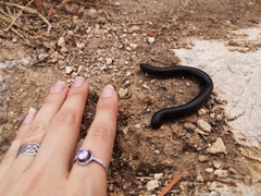 Archispirostreptus syriacus