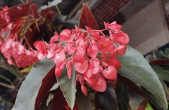 Begonia coccinea