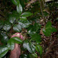 Euonymus australianus