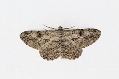 Peribatodes rhomboidaria