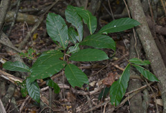 Cryptocarya hypospodia