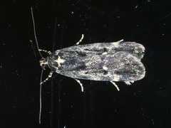Barea codrella