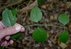 Jasminum elongatum