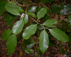 Cryptocarya vulgaris