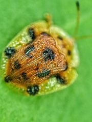Laccoptera nepalensis